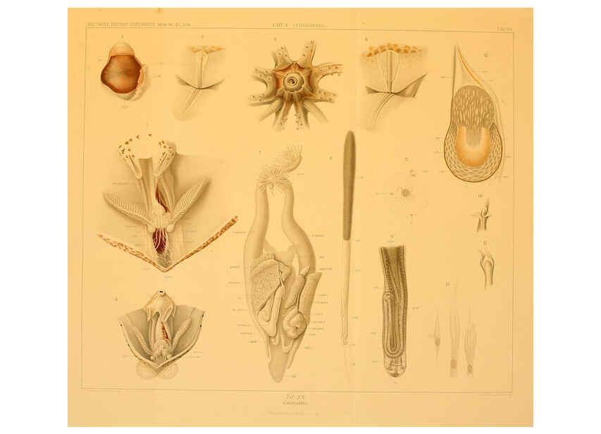 Reproducción/Reproduction 6285917329: Die Cephalopoden. Bd. 18, T.1 (Atlas) [Jena],G. Fischer,1910-1915