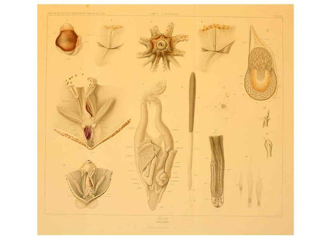 Reproducción/Reproduction 6285917329: Die Cephalopoden. Bd. 18, T.1 (Atlas) [Jena],G. Fischer,1910-1915