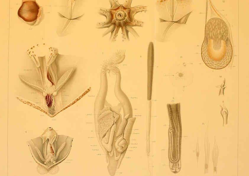 Reproducción/Reproduction 6285917329: Die Cephalopoden. Bd. 18, T.1 (Atlas) [Jena],G. Fischer,1910-1915