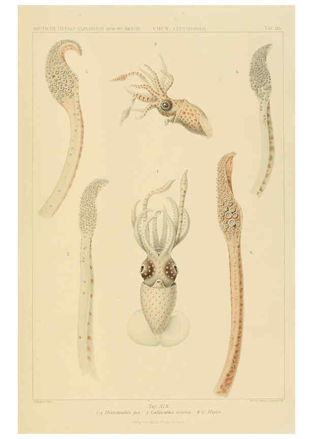 Reproducción/Reproduction 6285917173: Die Cephalopoden. Bd. 18, T.1 (Atlas) [Jena],G. Fischer,1910-1915