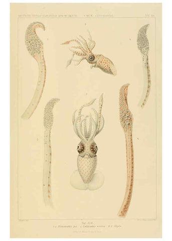 Reproducción/Reproduction 6285917173: Die Cephalopoden. Bd. 18, T.1 (Atlas) [Jena],G. Fischer,1910-1915