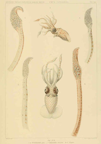 Reproducción/Reproduction 6285917173: Die Cephalopoden. Bd. 18, T.1 (Atlas) [Jena],G. Fischer,1910-1915