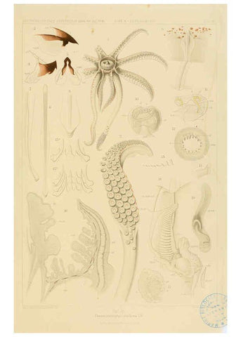 Reproducción/Reproduction 6285913475: Die Cephalopoden. Bd. 18, T.1 (Atlas) [Jena],G. Fischer,1910-1915