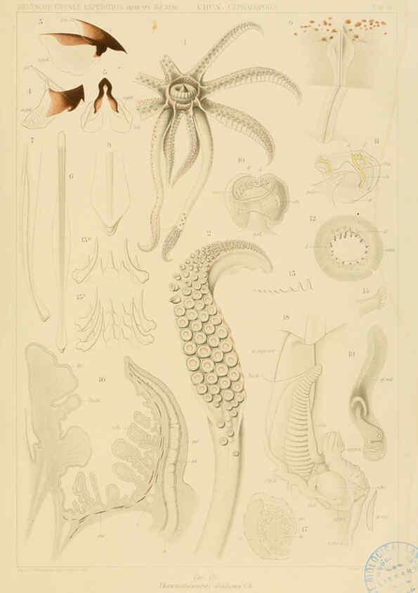 Reproducción/Reproduction 6285913475: Die Cephalopoden. Bd. 18, T.1 (Atlas) [Jena],G. Fischer,1910-1915