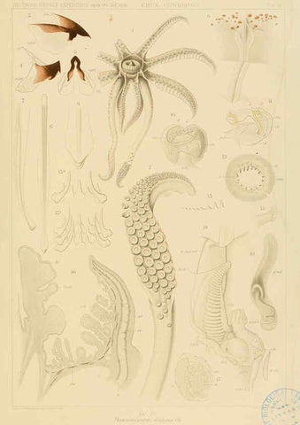 Reproducción/Reproduction 6285913475: Die Cephalopoden. Bd. 18, T.1 (Atlas) [Jena],G. Fischer,1910-1915