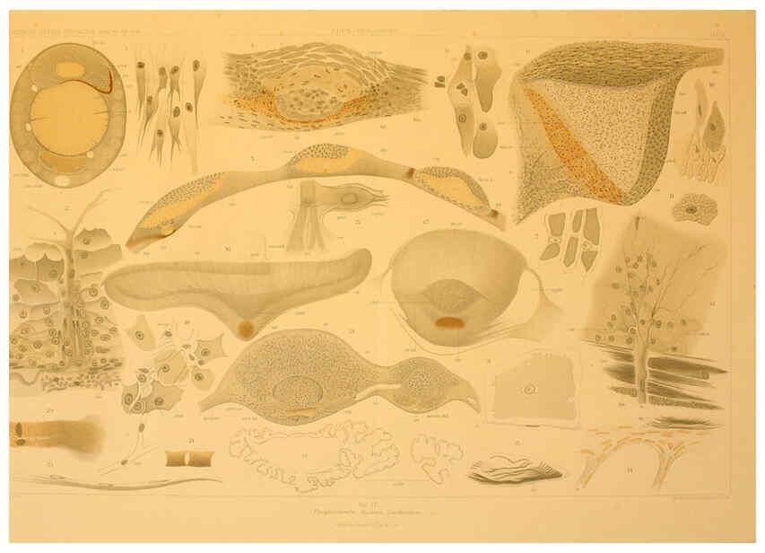Reproducción/Reproduction 6285913685: Die Cephalopoden. Bd. 18, T.1 (Atlas) [Jena],G. Fischer,1910-1915