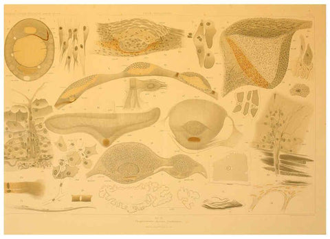 Reproducción/Reproduction 6285913685: Die Cephalopoden. Bd. 18, T.1 (Atlas) [Jena],G. Fischer,1910-1915