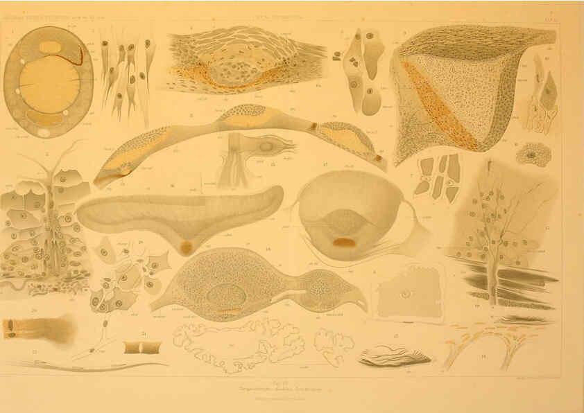 Reproducción/Reproduction 6285913685: Die Cephalopoden. Bd. 18, T.1 (Atlas) [Jena],G. Fischer,1910-1915