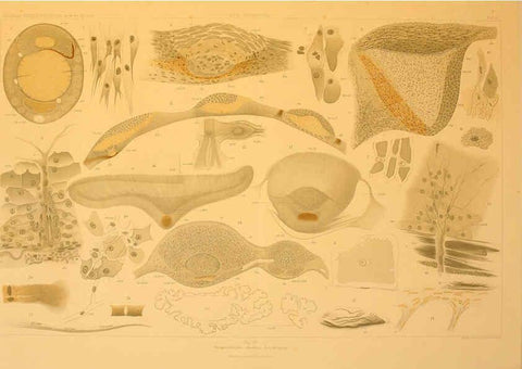 Reproducción/Reproduction 6285913685: Die Cephalopoden. Bd. 18, T.1 (Atlas) [Jena],G. Fischer,1910-1915