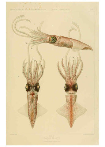 Reproducción/Reproduction 6286434590: Die Cephalopoden. Bd. 18, T.1 (Atlas) [Jena],G. Fischer,1910-1915