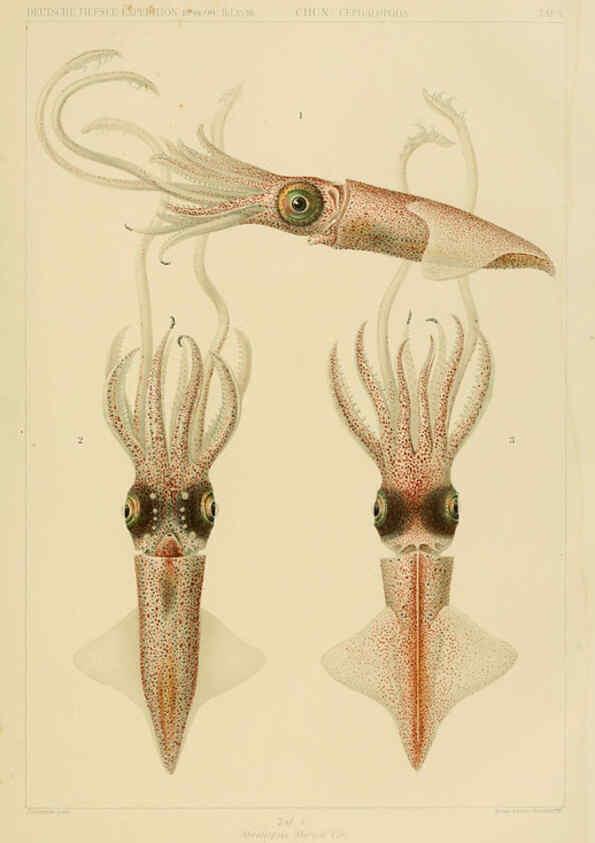 Reproducción/Reproduction 6286434590: Die Cephalopoden. Bd. 18, T.1 (Atlas) [Jena],G. Fischer,1910-1915