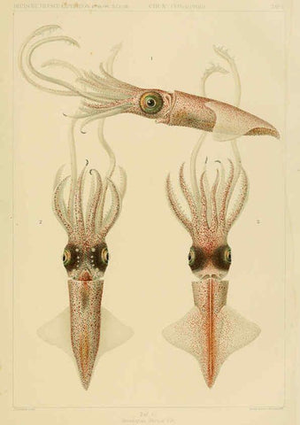Reproducción/Reproduction 6286434590: Die Cephalopoden. Bd. 18, T.1 (Atlas) [Jena],G. Fischer,1910-1915