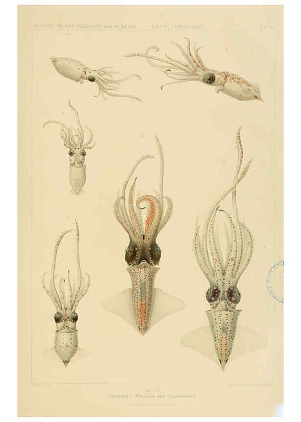 Reproducción/Reproduction 6285914225: Die Cephalopoden. Bd. 18, T.1 (Atlas) [Jena],G. Fischer,1910-1915