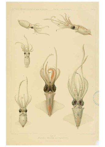 Reproducción/Reproduction 6285914225: Die Cephalopoden. Bd. 18, T.1 (Atlas) [Jena],G. Fischer,1910-1915