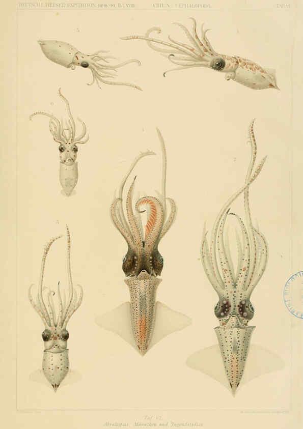 Reproducción/Reproduction 6285914225: Die Cephalopoden. Bd. 18, T.1 (Atlas) [Jena],G. Fischer,1910-1915