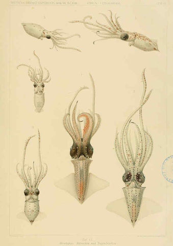 Reproducción/Reproduction 6285914225: Die Cephalopoden. Bd. 18, T.1 (Atlas) [Jena],G. Fischer,1910-1915