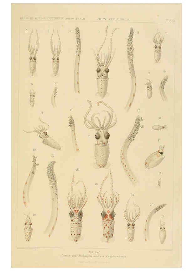 Reproducción/Reproduction 6286435048: Die Cephalopoden. Bd. 18, T.1 (Atlas) [Jena],G. Fischer,1910-1915