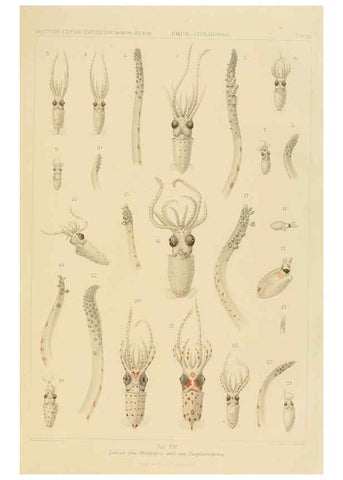 Reproducción/Reproduction 6286435048: Die Cephalopoden. Bd. 18, T.1 (Atlas) [Jena],G. Fischer,1910-1915