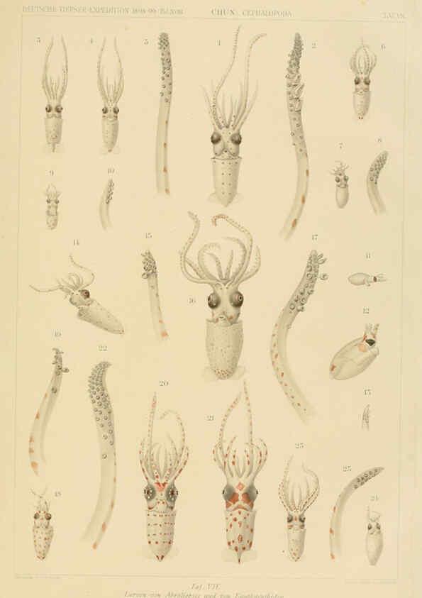 Reproducción/Reproduction 6286435048: Die Cephalopoden. Bd. 18, T.1 (Atlas) [Jena],G. Fischer,1910-1915
