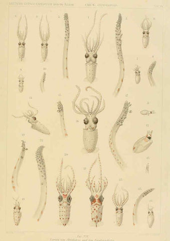 Reproducción/Reproduction 6286435048: Die Cephalopoden. Bd. 18, T.1 (Atlas) [Jena],G. Fischer,1910-1915