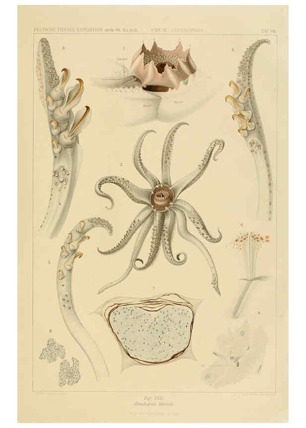 Reproducción/Reproduction 6285914647: Die Cephalopoden. Bd. 18, T.1 (Atlas) [Jena],G. Fischer,1910-1915