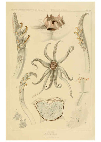 Reproducción/Reproduction 6285914647: Die Cephalopoden. Bd. 18, T.1 (Atlas) [Jena],G. Fischer,1910-1915