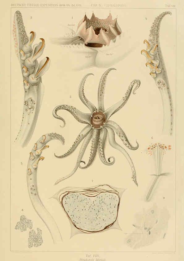 Reproducción/Reproduction 6285914647: Die Cephalopoden. Bd. 18, T.1 (Atlas) [Jena],G. Fischer,1910-1915