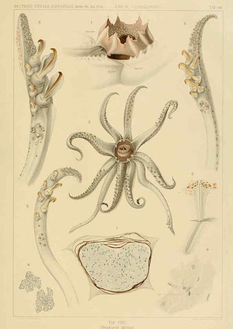 Reproducción/Reproduction 6285914647: Die Cephalopoden. Bd. 18, T.1 (Atlas) [Jena],G. Fischer,1910-1915