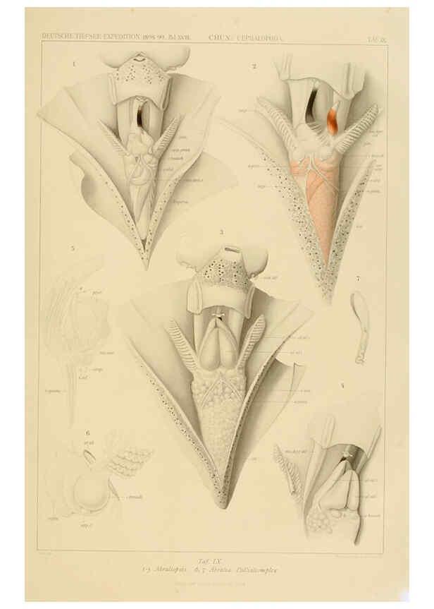 Reproducción/Reproduction 6285914839: Die Cephalopoden. Bd. 18, T.1 (Atlas) [Jena],G. Fischer,1910-1915
