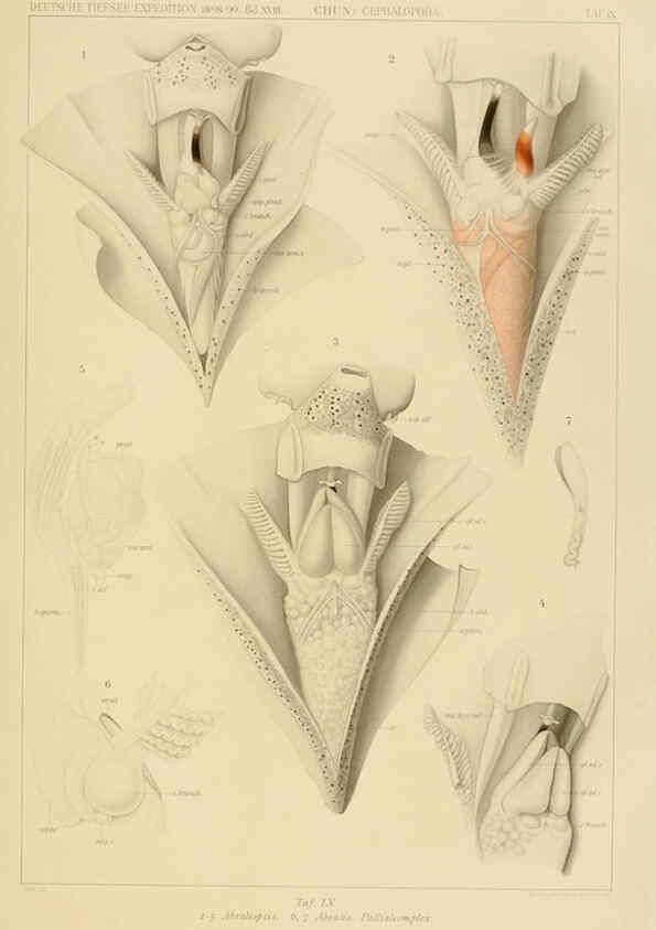 Reproducción/Reproduction 6285914839: Die Cephalopoden. Bd. 18, T.1 (Atlas) [Jena],G. Fischer,1910-1915