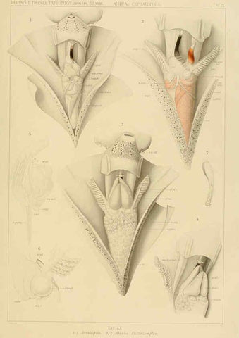 Reproducción/Reproduction 6285914839: Die Cephalopoden. Bd. 18, T.1 (Atlas) [Jena],G. Fischer,1910-1915
