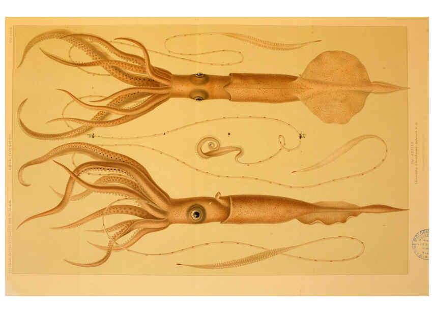 Reproducción/Reproduction 6286441242: Die Cephalopoden. Bd. 18, T.1 (Atlas) [Jena],G. Fischer,1910-1915