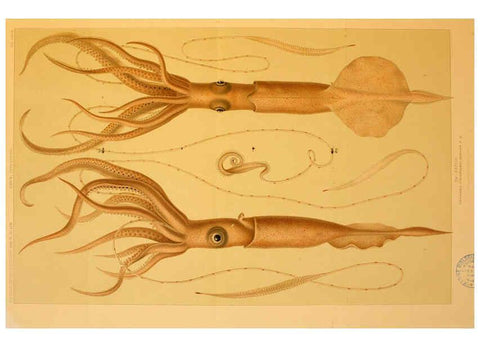 Reproducción/Reproduction 6286441242: Die Cephalopoden. Bd. 18, T.1 (Atlas) [Jena],G. Fischer,1910-1915