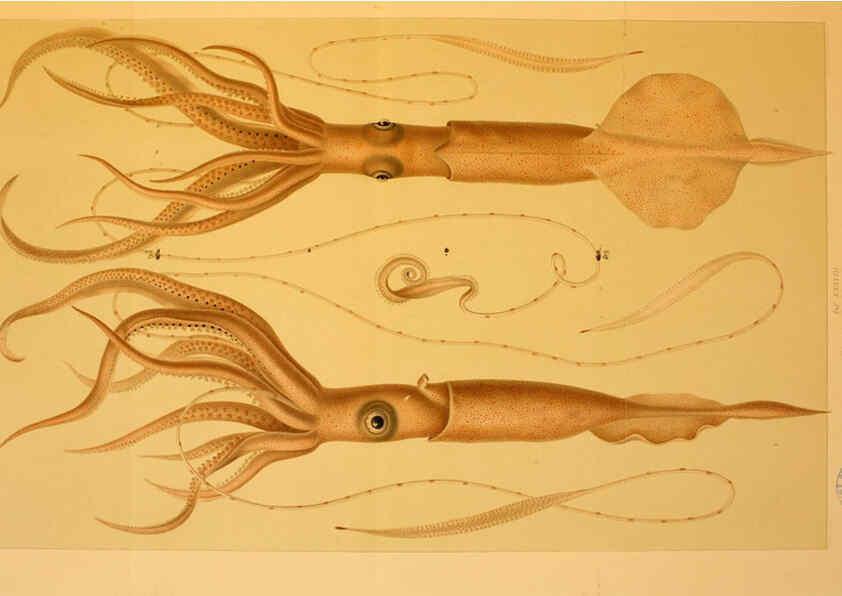 Reproducción/Reproduction 6286441242: Die Cephalopoden. Bd. 18, T.1 (Atlas) [Jena],G. Fischer,1910-1915