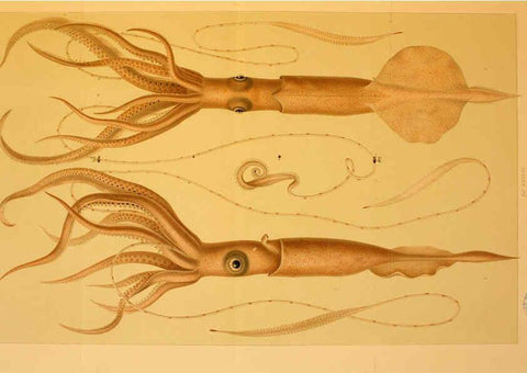 Reproducción/Reproduction 6286441242: Die Cephalopoden. Bd. 18, T.1 (Atlas) [Jena],G. Fischer,1910-1915