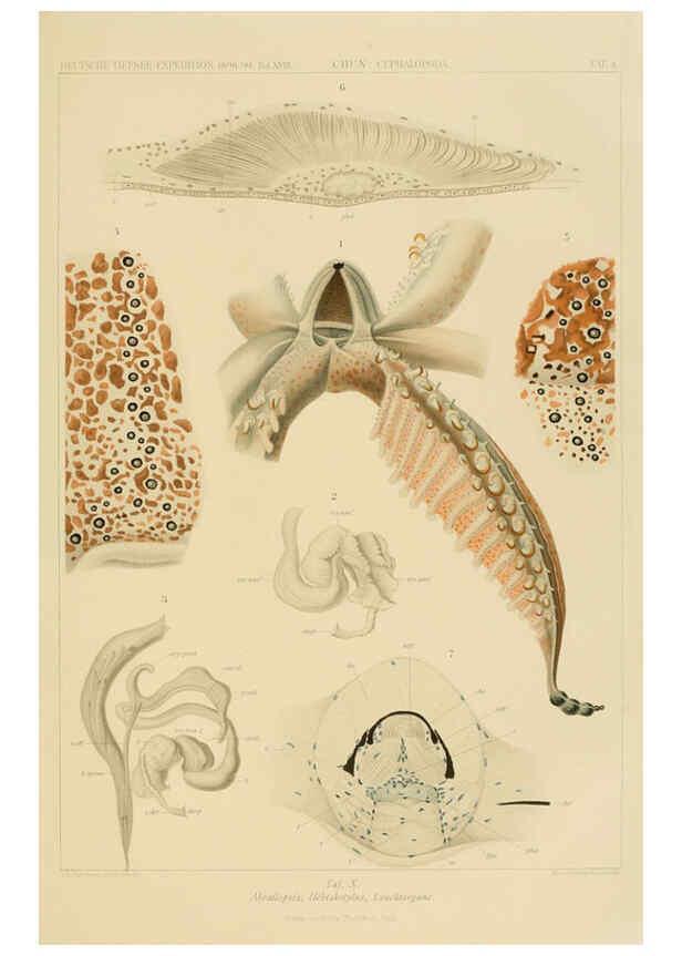 Reproducción/Reproduction 6285915041: Die Cephalopoden. Bd. 18, T.1 (Atlas) [Jena],G. Fischer,1910-1915