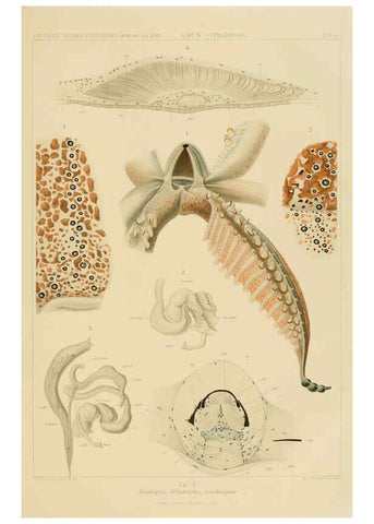 Reproducción/Reproduction 6285915041: Die Cephalopoden. Bd. 18, T.1 (Atlas) [Jena],G. Fischer,1910-1915