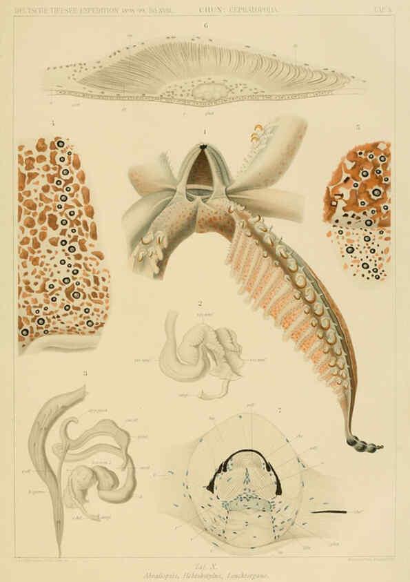 Reproducción/Reproduction 6285915041: Die Cephalopoden. Bd. 18, T.1 (Atlas) [Jena],G. Fischer,1910-1915