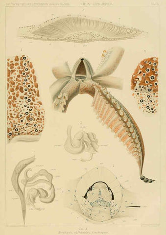 Reproducción/Reproduction 6285915041: Die Cephalopoden. Bd. 18, T.1 (Atlas) [Jena],G. Fischer,1910-1915