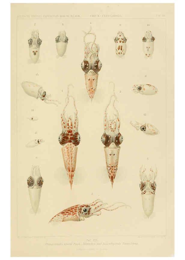 Reproducción/Reproduction 6286436334: Die Cephalopoden. Bd. 18, T.1 (Atlas) [Jena],G. Fischer,1910-1915