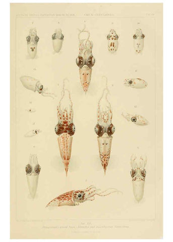Reproducción/Reproduction 6286436334: Die Cephalopoden. Bd. 18, T.1 (Atlas) [Jena],G. Fischer,1910-1915
