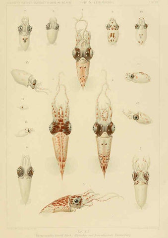 Reproducción/Reproduction 6286436334: Die Cephalopoden. Bd. 18, T.1 (Atlas) [Jena],G. Fischer,1910-1915