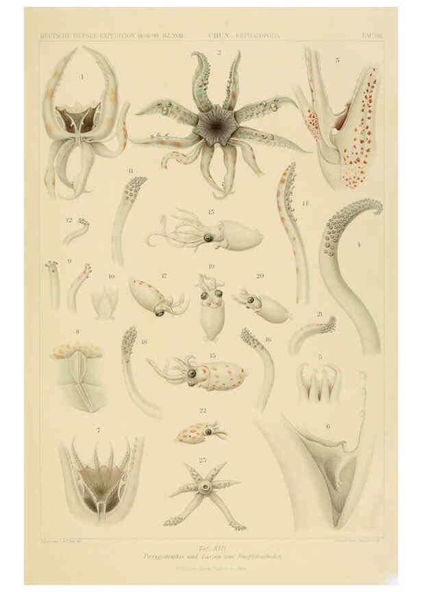Reproducción/Reproduction 6286436602: Die Cephalopoden. Bd. 18, T.1 (Atlas) [Jena],G. Fischer,1910-1915