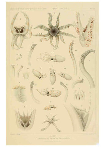 Reproducción/Reproduction 6286436602: Die Cephalopoden. Bd. 18, T.1 (Atlas) [Jena],G. Fischer,1910-1915