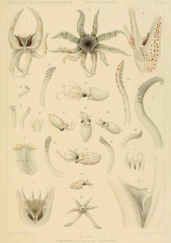 Reproducción/Reproduction 6286436602: Die Cephalopoden. Bd. 18, T.1 (Atlas) [Jena],G. Fischer,1910-1915