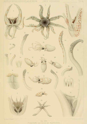 Reproducción/Reproduction 6286436602: Die Cephalopoden. Bd. 18, T.1 (Atlas) [Jena],G. Fischer,1910-1915