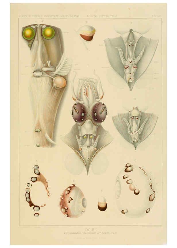 Reproducción/Reproduction 6286436758: Die Cephalopoden. Bd. 18, T.1 (Atlas) [Jena],G. Fischer,1910-1915