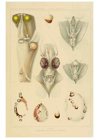 Reproducción/Reproduction 6286436758: Die Cephalopoden. Bd. 18, T.1 (Atlas) [Jena],G. Fischer,1910-1915