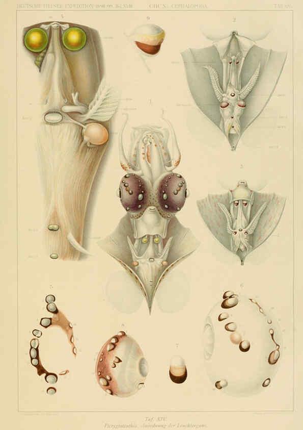 Reproducción/Reproduction 6286436758: Die Cephalopoden. Bd. 18, T.1 (Atlas) [Jena],G. Fischer,1910-1915