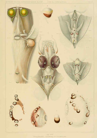 Reproducción/Reproduction 6286436758: Die Cephalopoden. Bd. 18, T.1 (Atlas) [Jena],G. Fischer,1910-1915